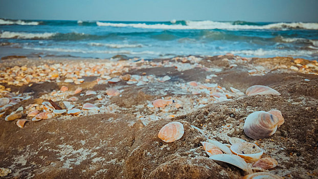 海螺壳,海滩