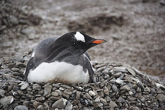 巴布亚企鹅,巢穴,褐色,悬崖,南极