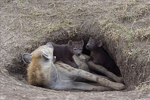 斑鬣狗,白天,老,幼兽,攀登,母兽,巢穴,入口,马赛马拉国家保护区,肯尼亚