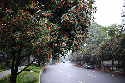 成都金秋桂花树