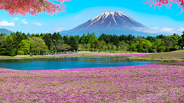 富士山,地点,粉色,苔藓,节日,山梨县,日本