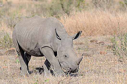 白犀牛,白犀,幼兽,觅食,克鲁格国家公园,南非,非洲