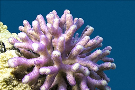 珊瑚礁,粉色,手指,珊瑚,热带,海洋,水下