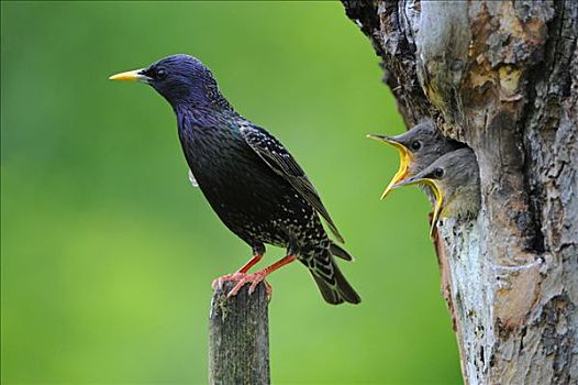 雄性,英磅,紫翅椋鸟,幼鸟