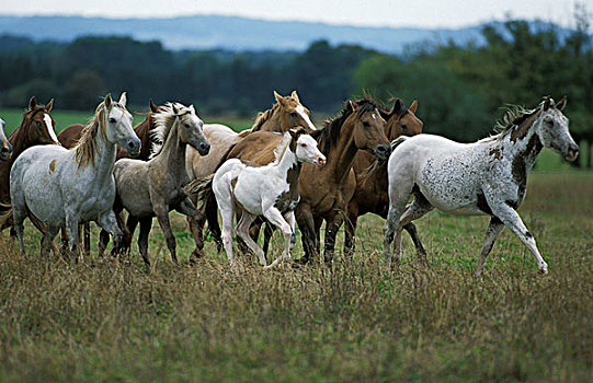 美洲,马,牧群,驰骋,草地