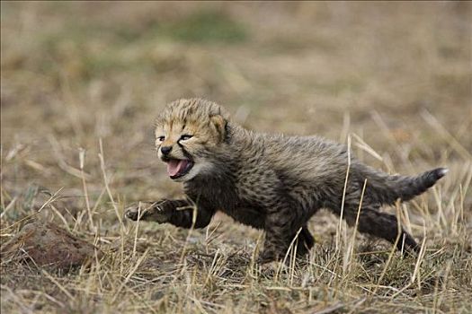 印度豹,猎豹,白天,老,幼兽,母兽,走,草,马赛马拉,自然保护区,肯尼亚