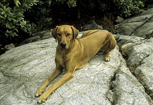 罗德西亚背脊犬,坐,石头