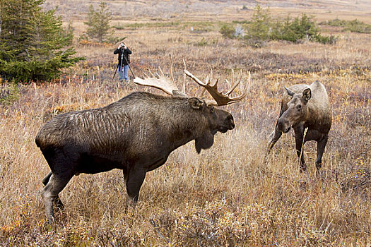 摄影师,照片,大,驼鹿,接近,母牛,季节,电线,靠近,阿拉斯加