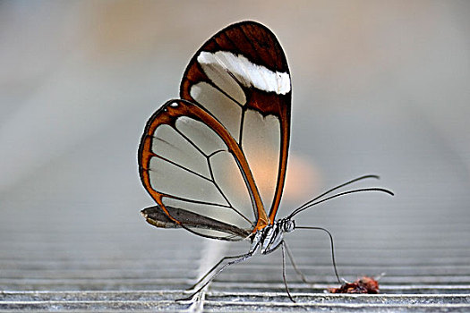蝴蝶,南美