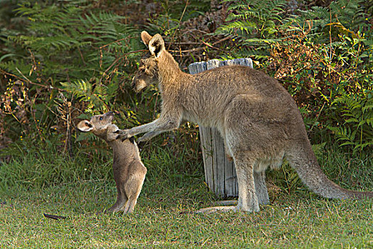 大灰袋鼠,灰袋鼠,女性,玩,幼兽,国家公园,新南威尔士,澳大利亚