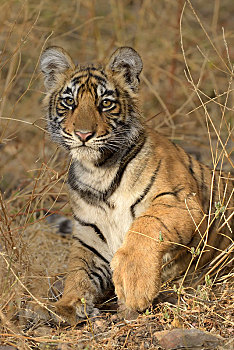 孟加拉虎,虎,幼兽,拉贾斯坦邦,国家公园,印度,亚洲