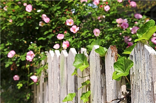 花园栅栏,玫瑰