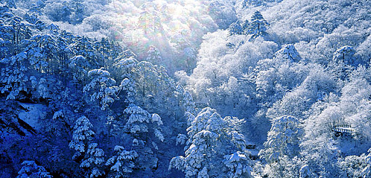 雪,松树,树林,黄山,安徽