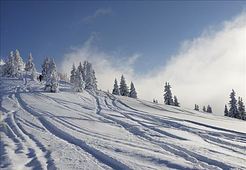 滑雪轨迹,薄雾,背影