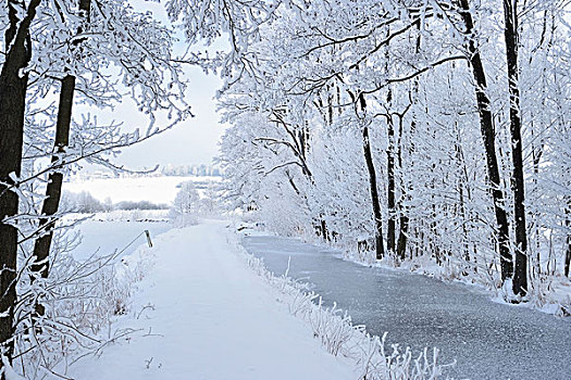景色,雪,小路,冰冻,河流,普通,桤木,普通赤杨,树,冬天,普拉蒂纳特,巴伐利亚,德国