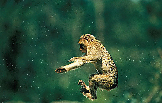 叟猴,成年,跳跃