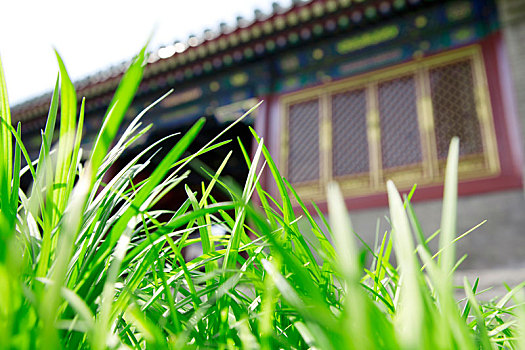 绿色植物中的中国古典建筑