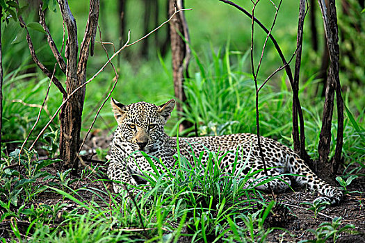 豹,休息,幼兽,游戏,克鲁格国家公园,南非,非洲
