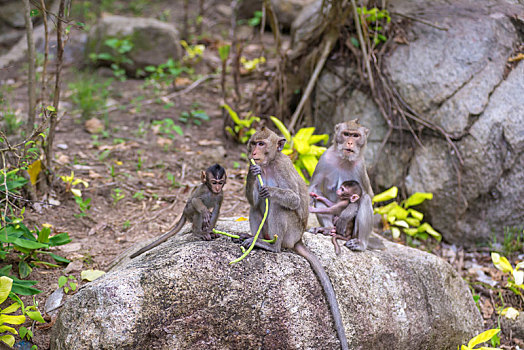 猴子,小,幼仔,国家公园,食蟹猴