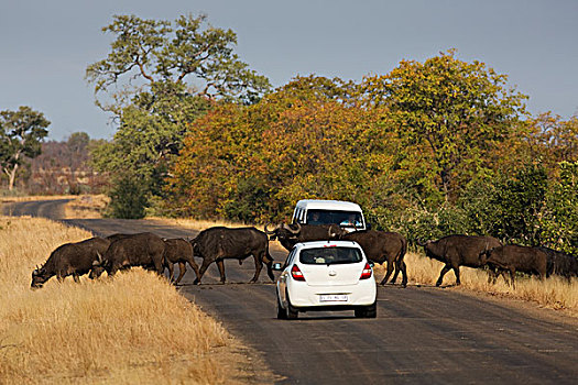 南非水牛,非洲水牛,牧群,靠近,旅游,交通工具,克鲁格国家公园,南非