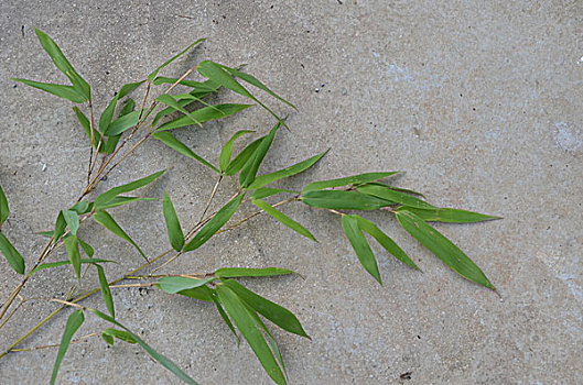 竹子,竹叶,植物,特写,图片,素材