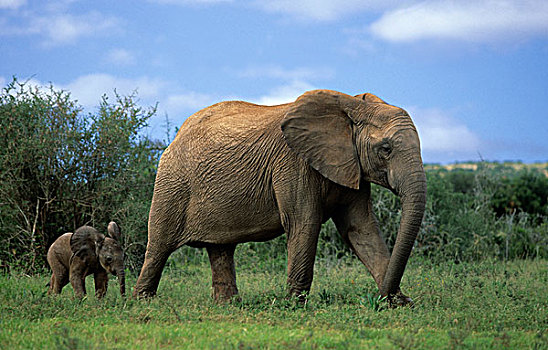 非洲象,成年,女性,幼兽,阿多大象国家公园,南非,非洲
