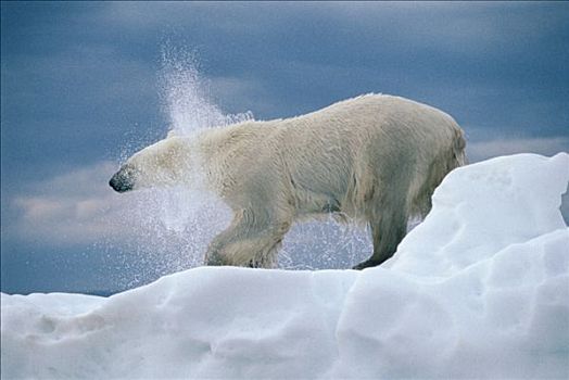 北极熊,水,加拿大