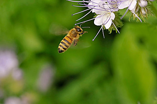 蜜蜂,花边