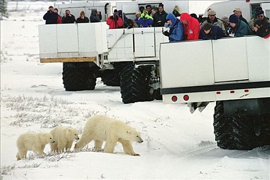 北极熊,母亲,幼兽,苔原,满,游客,丘吉尔市,曼尼托巴,加拿大