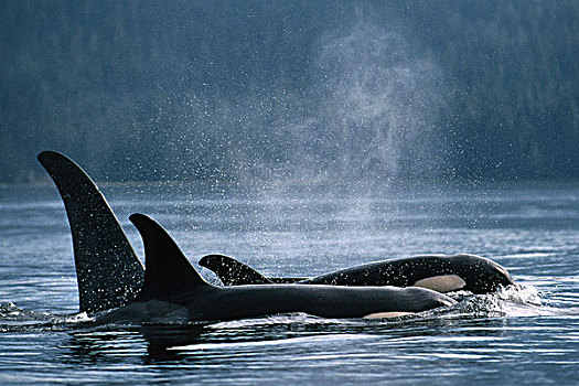 逆戟鲸,平面,约翰斯顿海峡,不列颠哥伦比亚省,加拿大