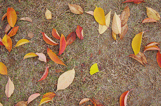 秋季落叶