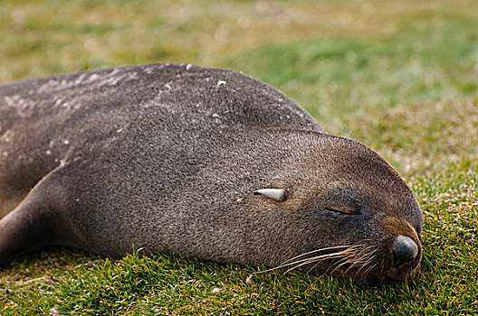 南乔治亚,索尔兹伯里平原,南极软毛海豹,毛海狮,幼仔,睡觉