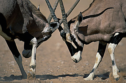 南非大羚羊,羚羊,争斗,雄性,卡拉哈迪大羚羊国家公园,卡拉哈里沙漠,南非,非洲