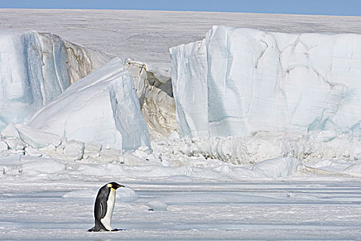 帝企鹅,冰,威德尔海,雪丘岛,南极
