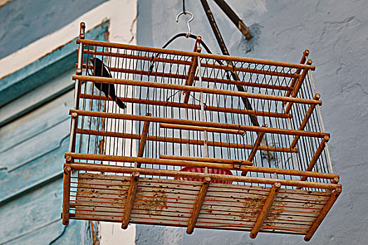 鸟,鸟笼,悬挂,户外,房子,古巴
