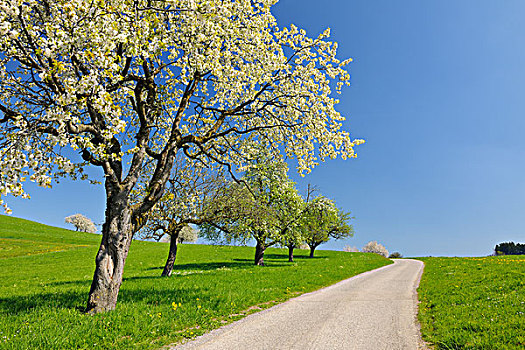 樱桃树,乡间小路,巴登符腾堡,德国