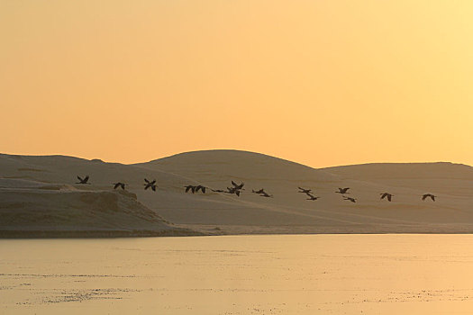 清晨在湖面上排队飞行的一群黑颈鹤