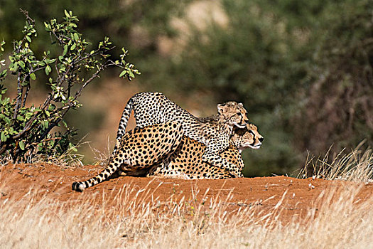 小猎豹,猎豹,玩,母亲,萨布鲁国家公园,肯尼亚,非洲