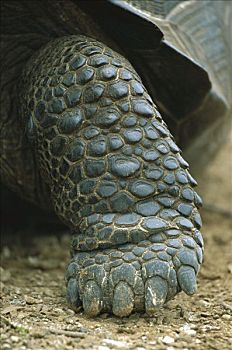 加拉帕戈斯巨龟,加拉帕戈斯象龟,特写,脚,圣克鲁斯岛,加拉帕戈斯群岛,厄瓜多尔