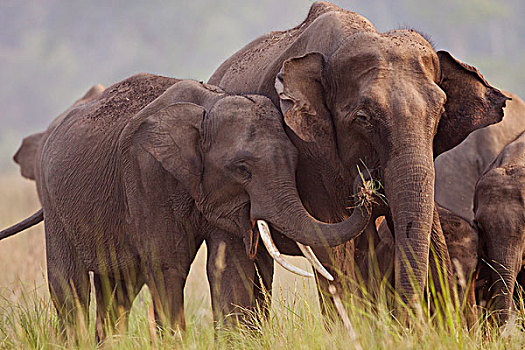 印度,亚洲象,给,草,国家公园