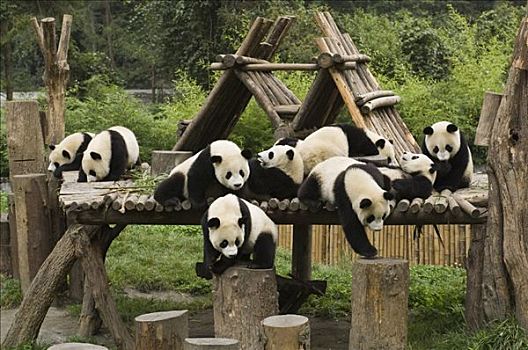 大熊猫,操场,卧龙自然保护区,中国