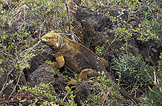 加拉帕戈斯,陆地,鬣蜥蜴,加拉巴哥陆鬣蜥,加拉帕戈斯群岛