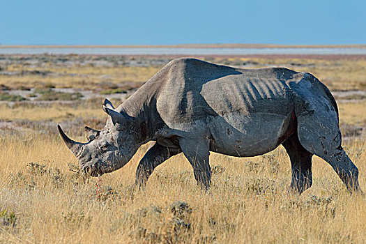 黑犀牛,成年,雄性,放牧,埃托沙国家公园,纳米比亚,非洲