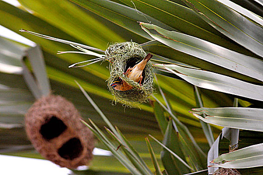 织布鸟,鸟,制作,鸟窝,棕榈树,孟加拉,四月,2009年