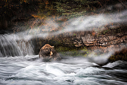棕熊,溪流,秋天,卡特麦国家公园,保存,阿拉斯加,半岛,西部,美国