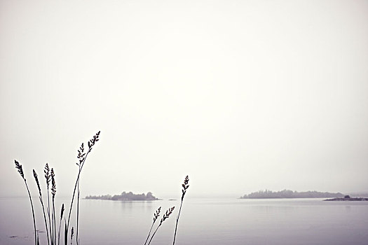 芦苇,雾状,湖