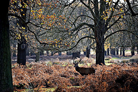鹿,赤鹿,牡鹿,公鹿,里士满,公园,伦敦,英国,一个,哺乳动物,魅力,自然保护区,大幅,尺寸