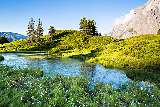 羊胡子草,高山,湖,伯尔尼阿尔卑斯山,瑞士