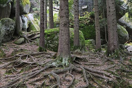 小树林,树,石头,斐克特高原,巴伐利亚,德国