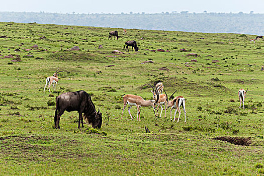 瞪羚,角马,马赛马拉,肯尼亚